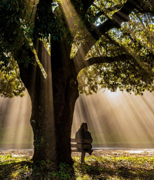 A lonely person sitting on the bench under an old oak tree with beautiful winter sunbeams in Torre a Castello, Siena